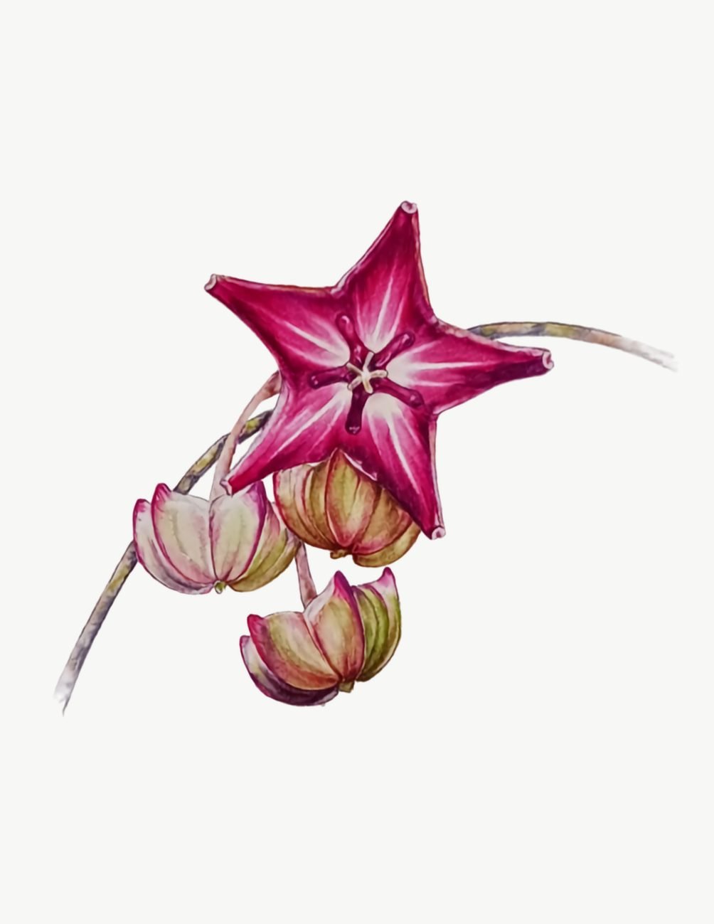 Botany art watercolor painting of a star-shaped flower