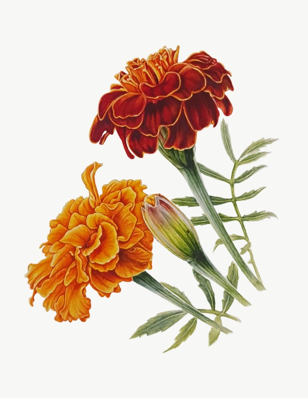 Botany art watercolor painting of marigold flowers