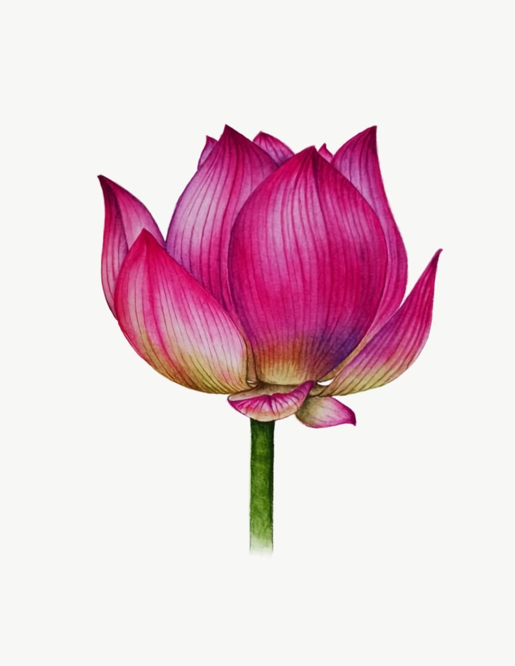 Botany art watercolor painting of a pink lotus flower by Maple Art Gallery founder Tanvina
