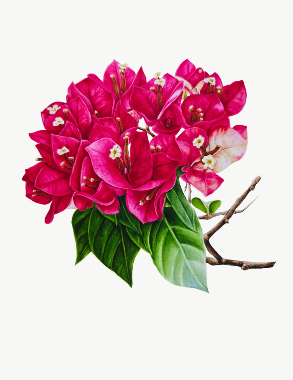 Botany art watercolor painting of bougainvillea flowers by Tanvina, founder of Maple Art Gallery
