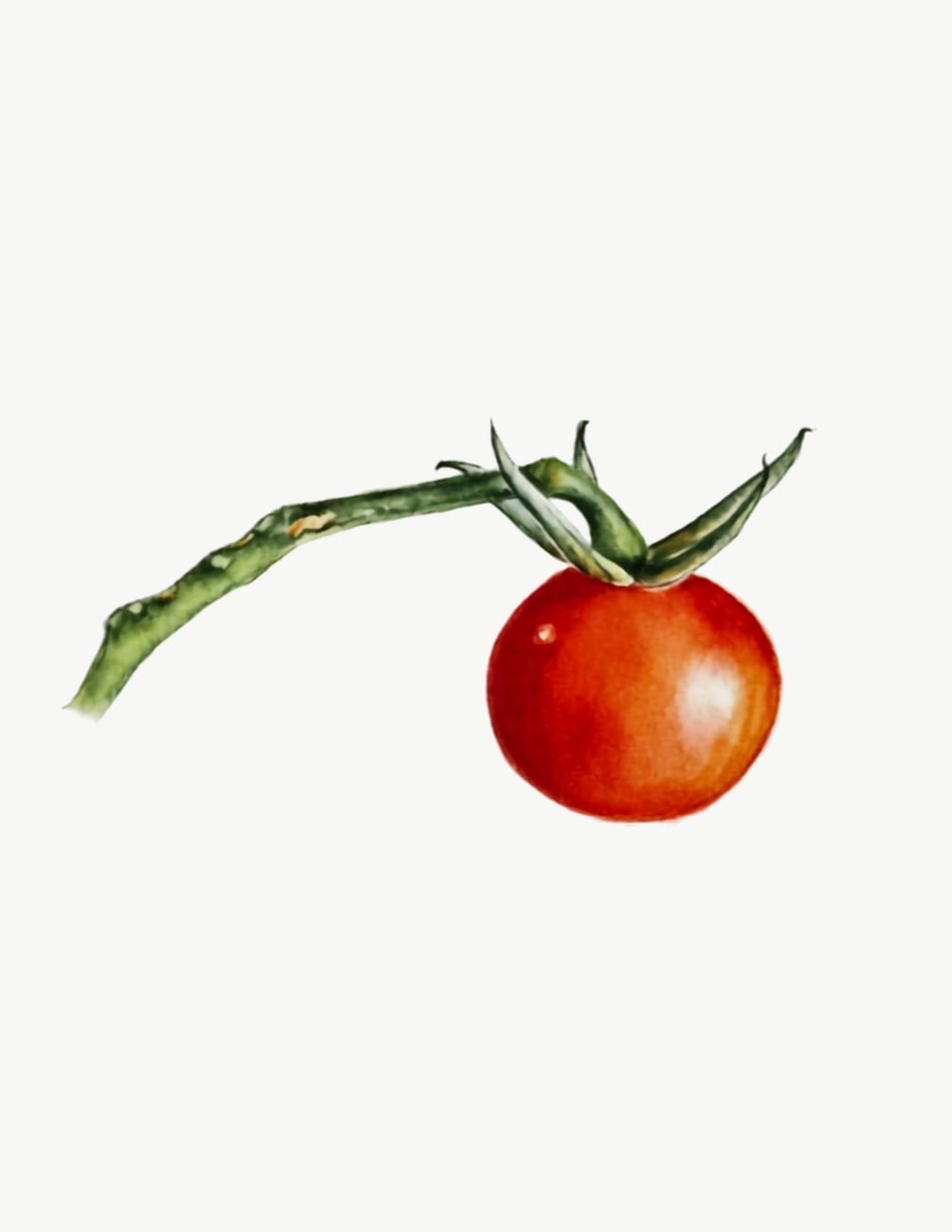 Botany art watercolor painting of a cherry tomato on the vine