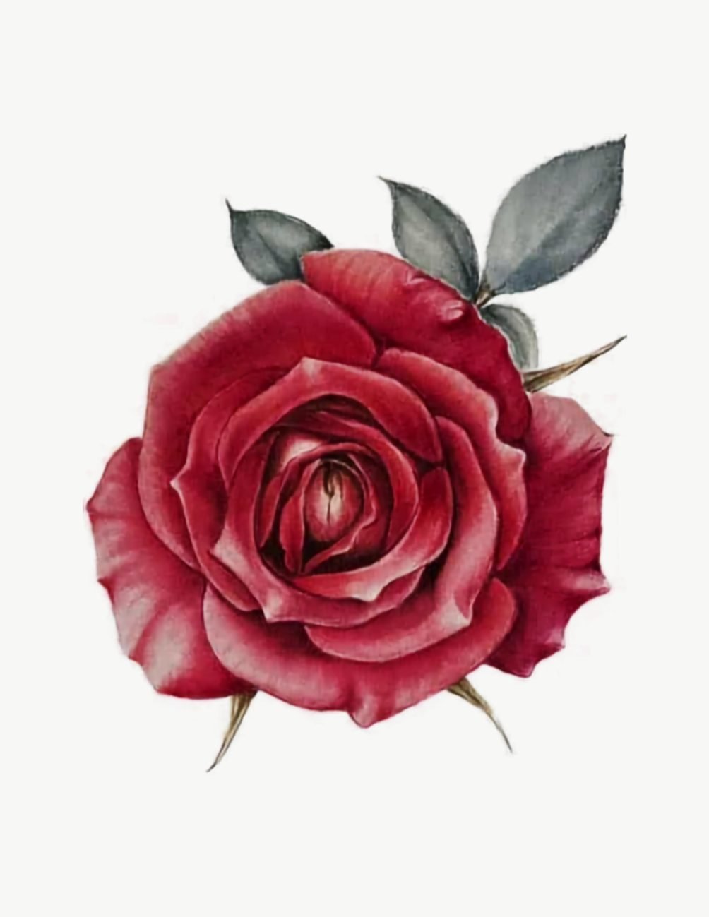 Botany art watercolor painting of a red rose