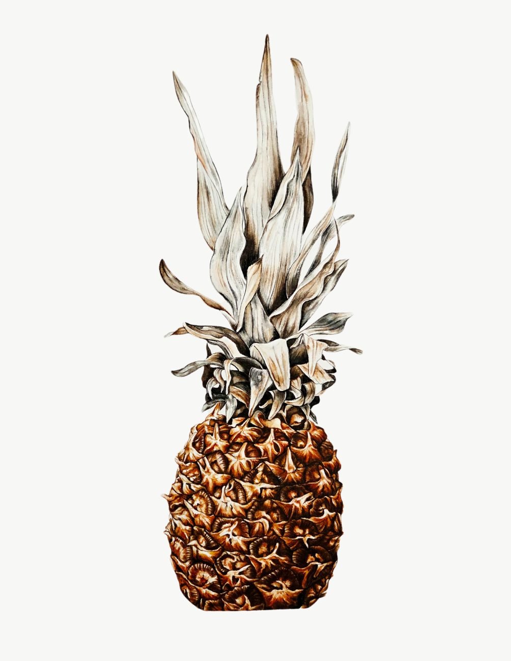 Botany art watercolor painting of a pineapple
