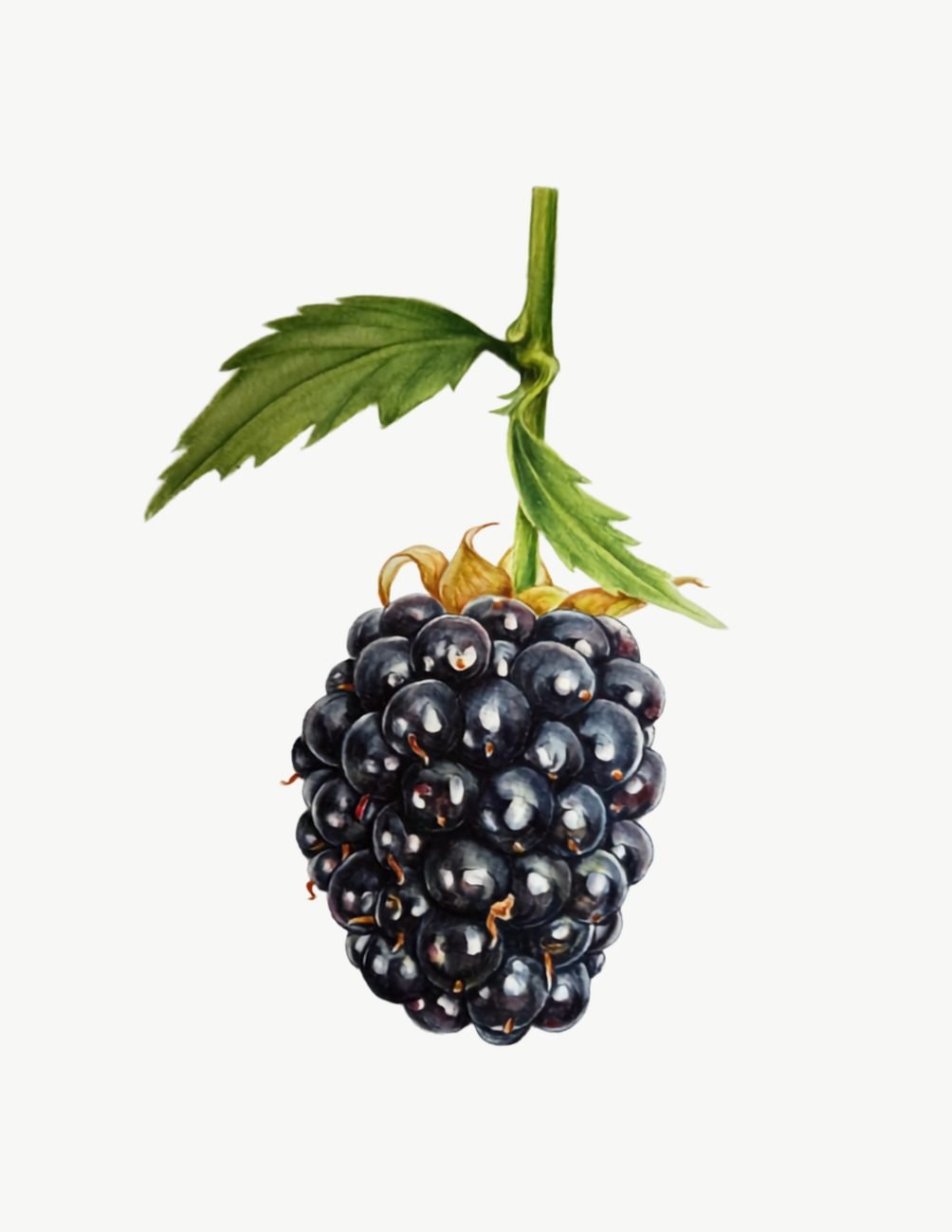Botany art watercolor painting of a blackberry