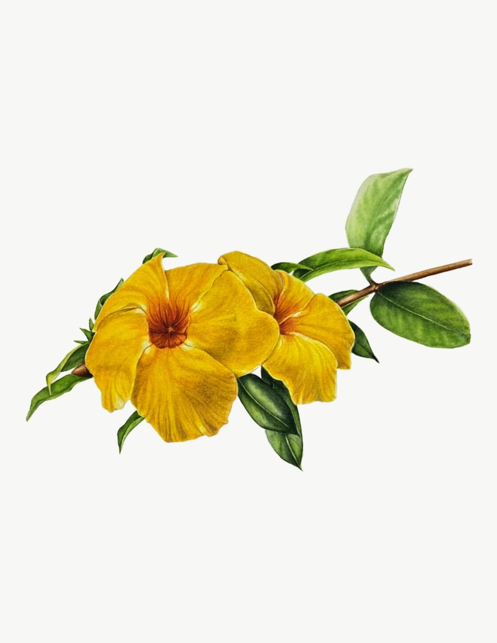 Botany art watercolor painting of a yellow allamanda flower
