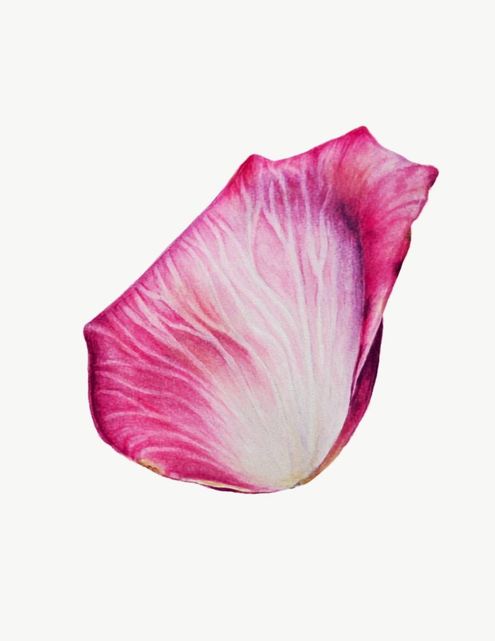 Botany art watercolor study of a pink rose petal