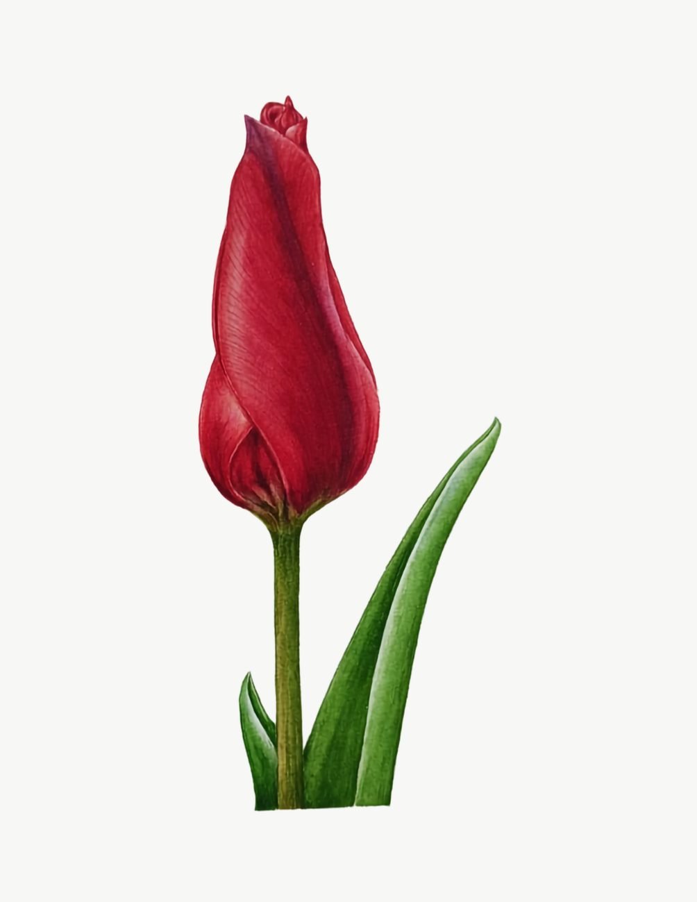 Botany art watercolor painting of a red tulip