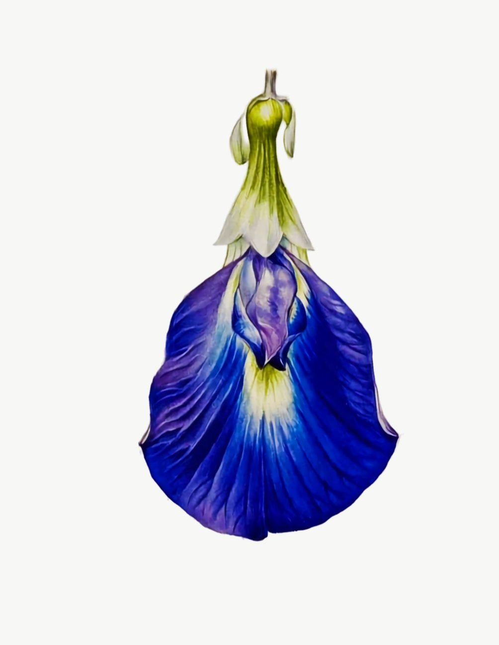 Botany art watercolor painting of a blue butterfly pea flower